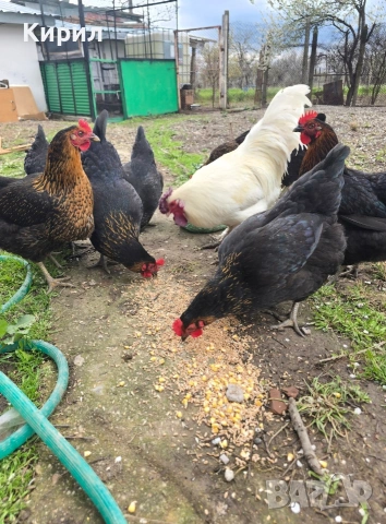 🥚 Домашни яйца от свободно отглеждани кокошки – Пловдив 🐓 , снимка 5 - други­ - 54726146