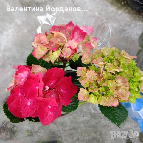 хортензия , снимка 3 - Градински цветя и растения - 54333874