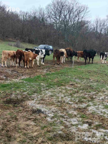 Крави и телета 