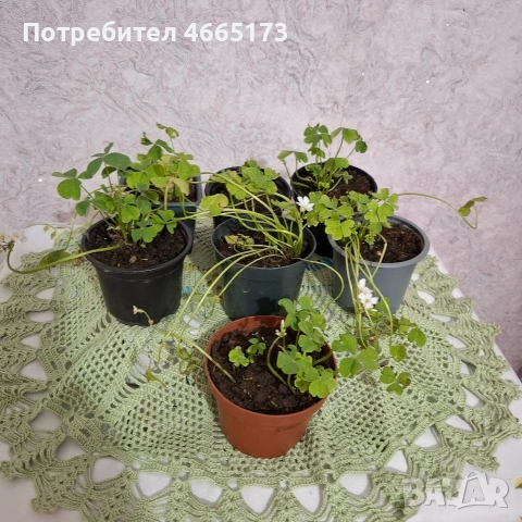 Оксалис /Детелина Бяла и Розова , снимка 5 - Градински цветя и растения - 54510708