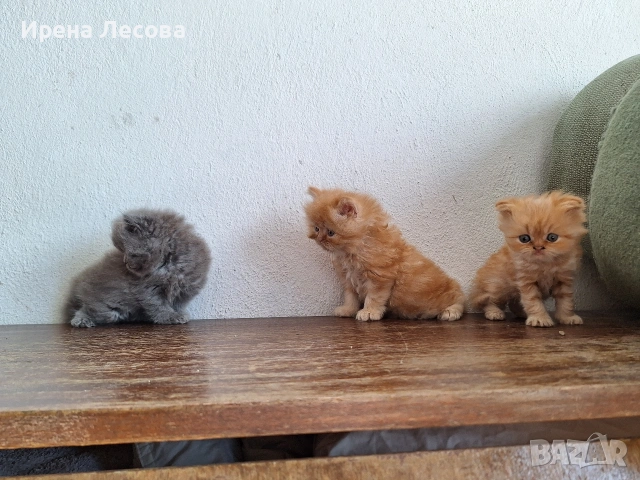 Персийски котенца, снимка 2 - Персийска - 38412283