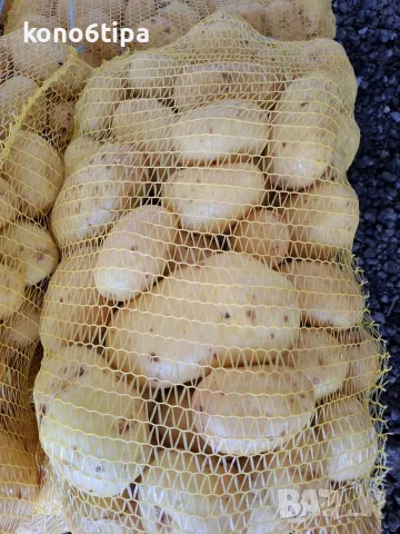картофи сорт Агата