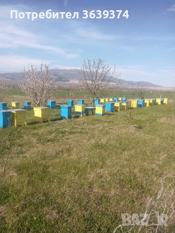пчелни отводки (малки пчелни семейства) , снимка 6 - За пчели - 55003766