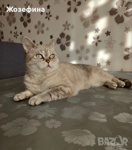 Британска късокосместа 