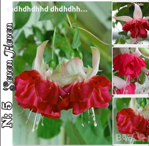 Фуксия Цъфти Целогодишно ! , снимка 10 - Градински цветя и растения - 54316645