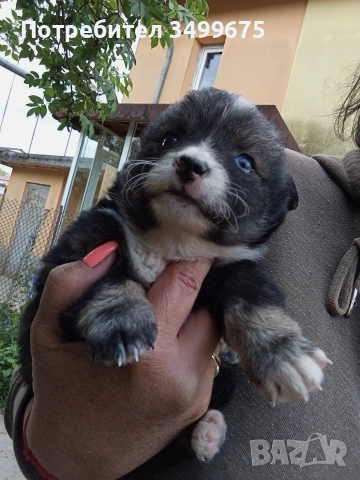 подарявам кученца, снимка 4 - Други - 54357004