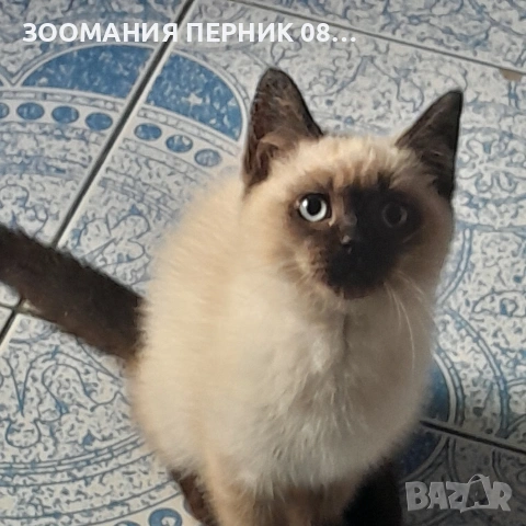 коте Регдол момиче 