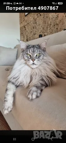 Котета мейн куун , снимка 5 - Мейн кун - 55535490