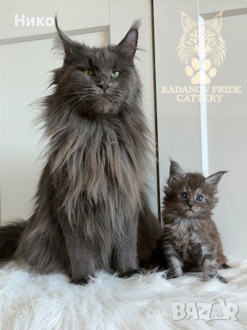 Мейн кун котенца / Мейн куун котенца / Maine coon kittens
