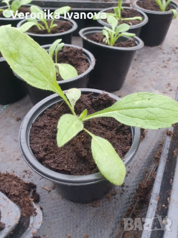 Цветя, снимка 4 - Разсади - 54076484