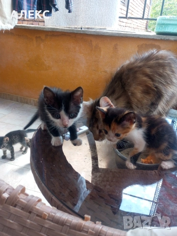 подарявам малки котенца.