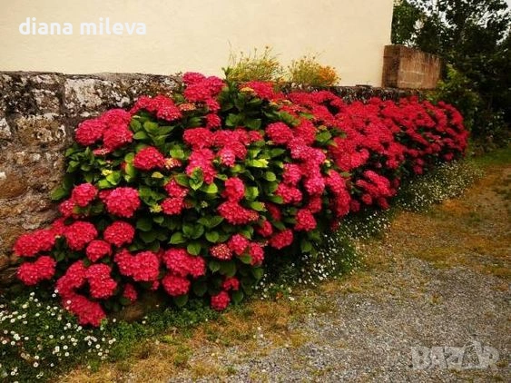 Хортензия Червен Барон, Hydrangea macr. Red Baron за сянка !!!