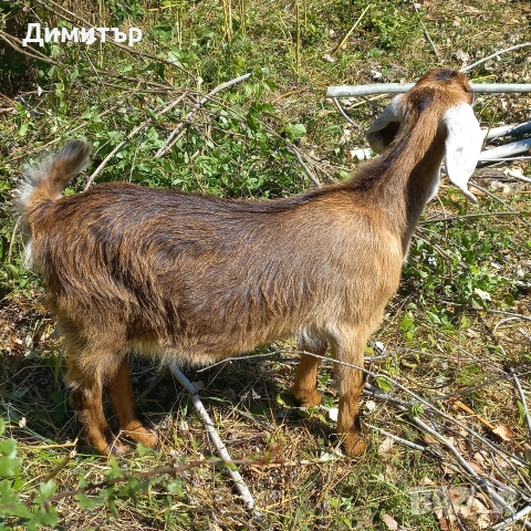 продавам 3 кози и 4 ярета, снимка 15 - Кози - 54900014
