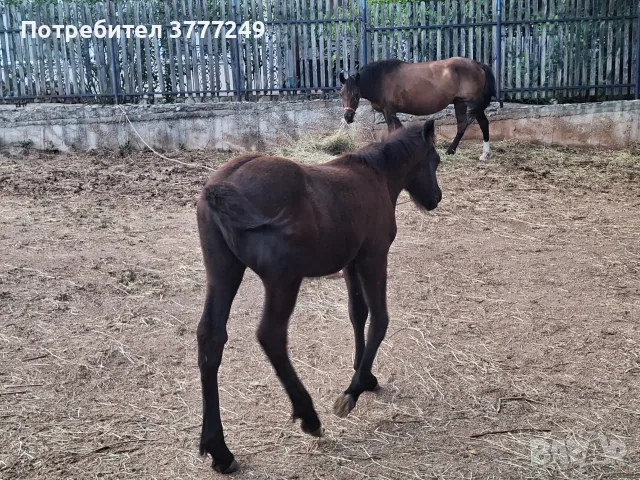 Продавам две кобили, снимка 7 - Коне - 55545938