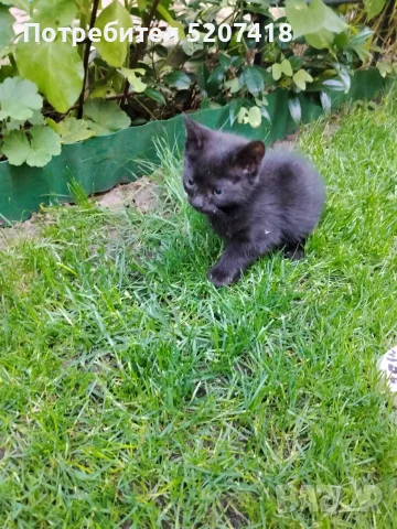 Ангорски котета, снимка 4 - Ангорски - 55485382