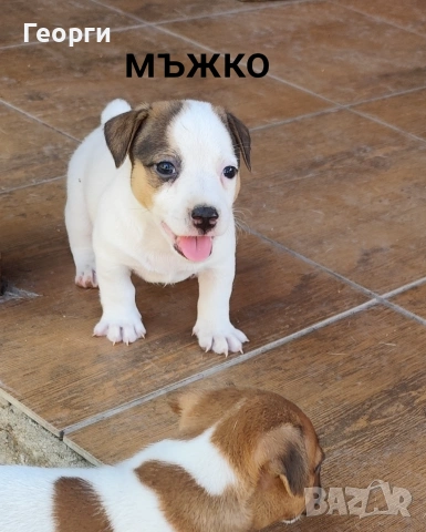 Продавам кученца джак ръсел териер, снимка 8 - Джак ръсел териер - 55148173