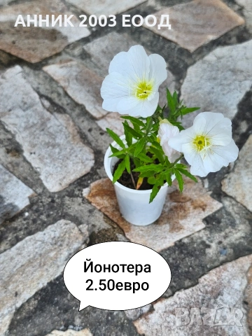 Градински цветя , снимка 8 - Градински цветя и растения - 55055236