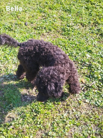 Мини пудел , снимка 7 - Пудели - 54131695