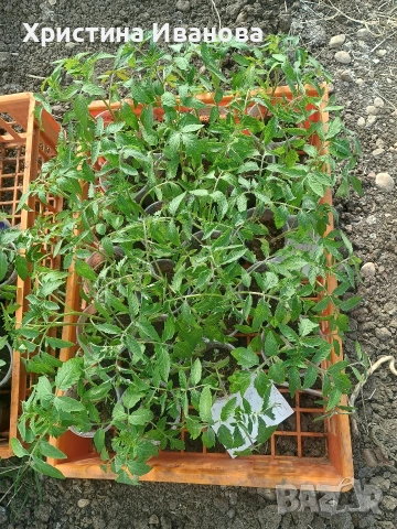 Продавам разсад домати., снимка 7 - Разсади - 54317797