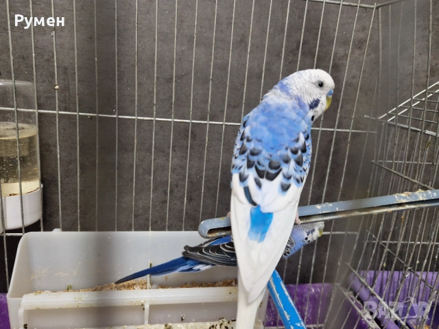 Чифт вълнисти папагали с клетка, снимка 4 - Папагали - 53976712