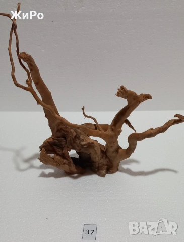 Корен от Азалия /декорация/ 37