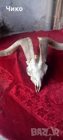 Голям ловен трофей с рога и череп, снимка 2 - Антикварни и старинни предмети - 55557807