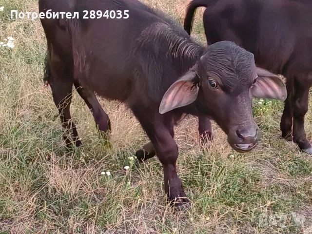 крави и телетаа, снимка 10 - Крави - 55310172