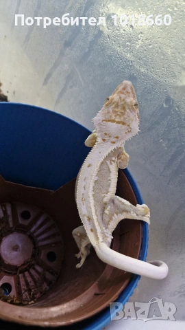 Ресничести гекони / crested gecko / correlophus ciliatus, снимка 2 - Гекон - 49156922