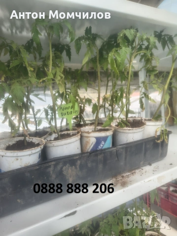 Продавам разсад домати, снимка 3 - Разсади - 54409306