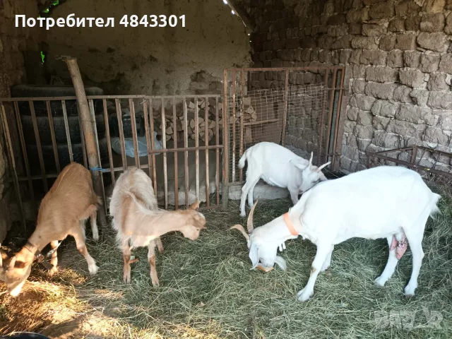 Продавам 1 коза с 3 ярета, снимка 2 - Кози - 55345130
