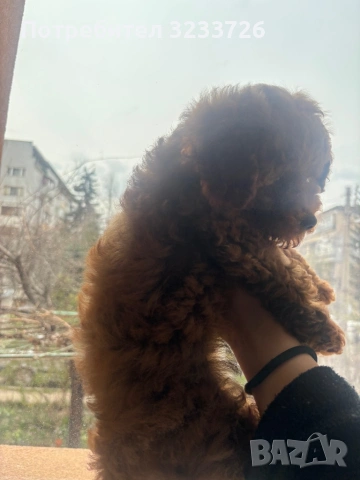 Той пудел момиче , снимка 2 - Пудели - 54034609