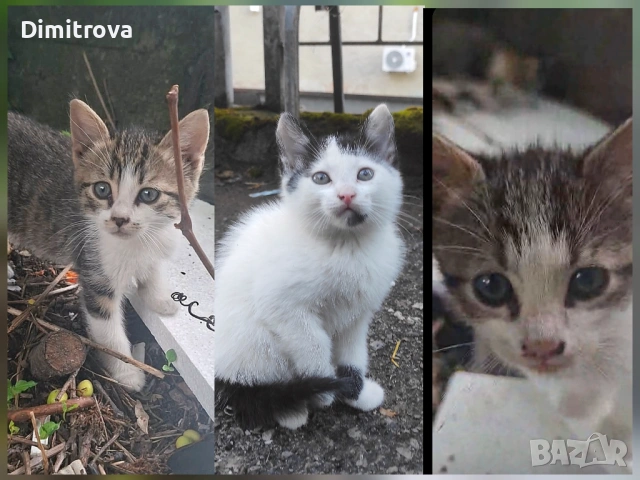 Котета търсят дом