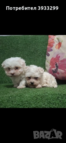 Малтийска болонка мини , снимка 5 - Болонка - 53921434