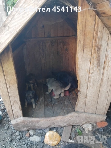 подарявам малки кучета , снимка 2 - Белгийска овчарка - 54799758