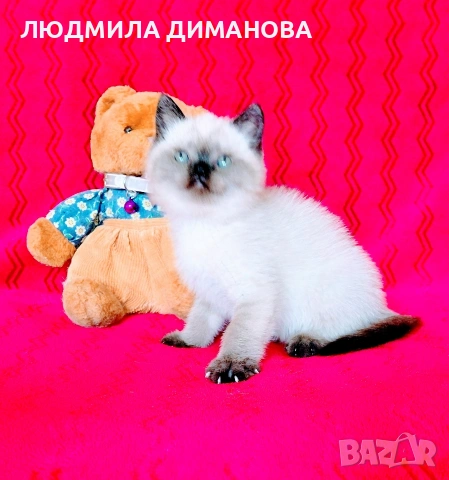 Шотландски мъжки със сини очи. , снимка 14 - Британска късокосместа - 54465113