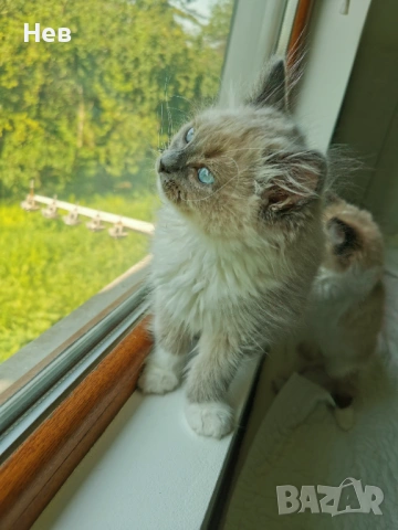 Ragdoll рагдол/регдол мъжко котe , снимка 3 - Други - 51000590