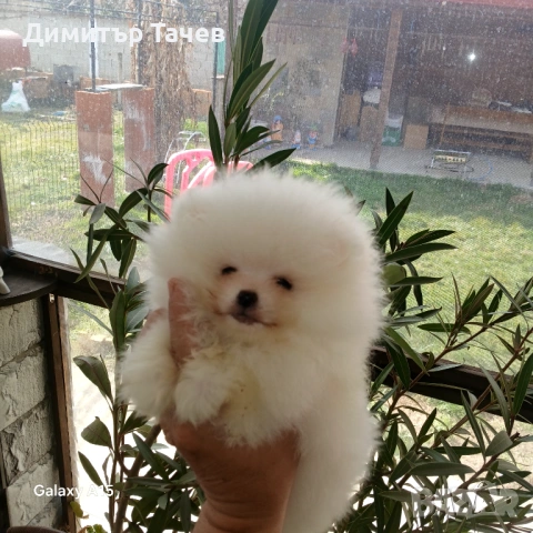 Мъжки померан на 4 месеца 