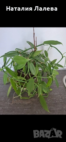 Орхидея ванилия, Vanilla Planifolia 