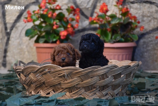 Той пудел Toy poodle, снимка 3 - Пудели - 55006000