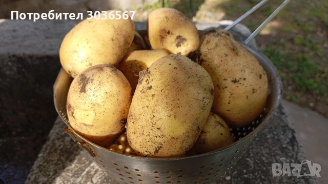 Картофи, лук - пресни, джоджен, магданоз., снимка 18 - Домашни продукти - 50466216