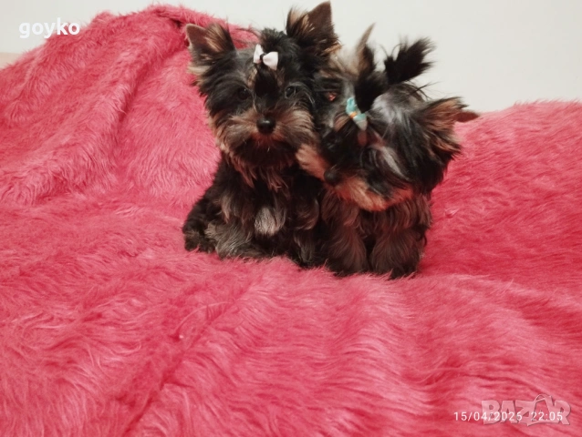 йоркширски териер, снимка 2 - Йоркширски териер - 54209188