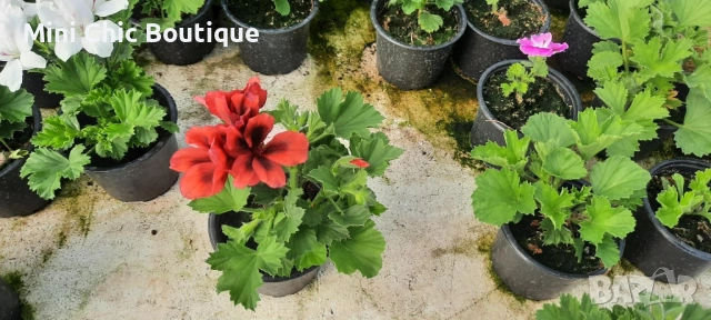 КРАЛСКО МУШКАТО( Pelargonium grandiflorum). – богато цъфтящо и ефектно в саксия ф 10,5 см, снимка 7 - Градински цветя и растения - 54370215