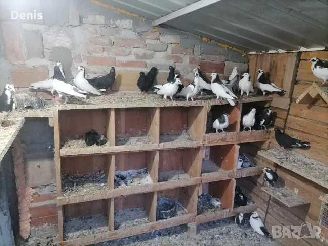 Пазарджишки високолетачи , снимка 2 - Гълъби - 55530963