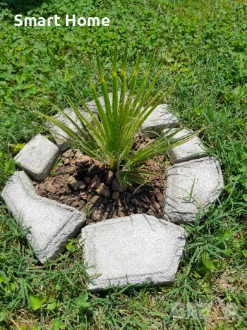 Вашингтония Филифера Washingtonia filifera, снимка 2 - Градински цветя и растения - 54667223