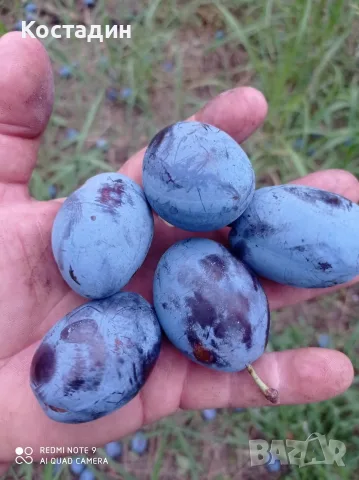 Продавам Сливи Стенлей , снимка 2 - Домашни продукти - 55700088