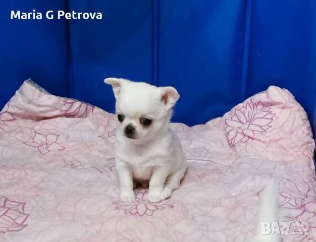 Мъжко чихуа