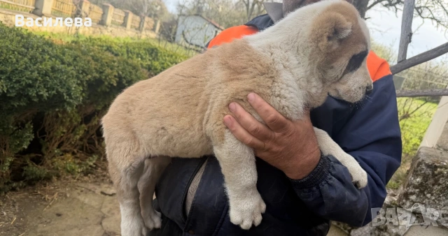 Алабай, снимка 4 - Алабай - 54183559