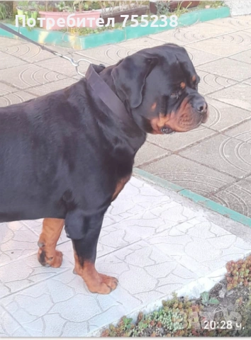 Ротвайлер разплод , снимка 2 - Ротвайлер - 54295206