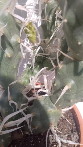 Продавам кактус , снимка 10 - Стайни растения - 54298077