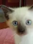Мъжко сиамско коте, снимка 1